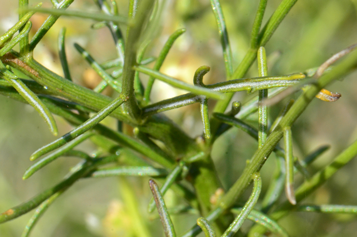 Cheesebush has interesting leaves, alternate along the stems with small rough hairs, threadlike or linear. Although placed in the Asteraceae family, plants in the genus Ambrosia bear little resemblance to most other members of the daisy family. Ambrosia salsola 